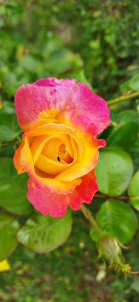 L'insecte et la rose. La Grande Croix. juin 2022. Coraline Bengloan